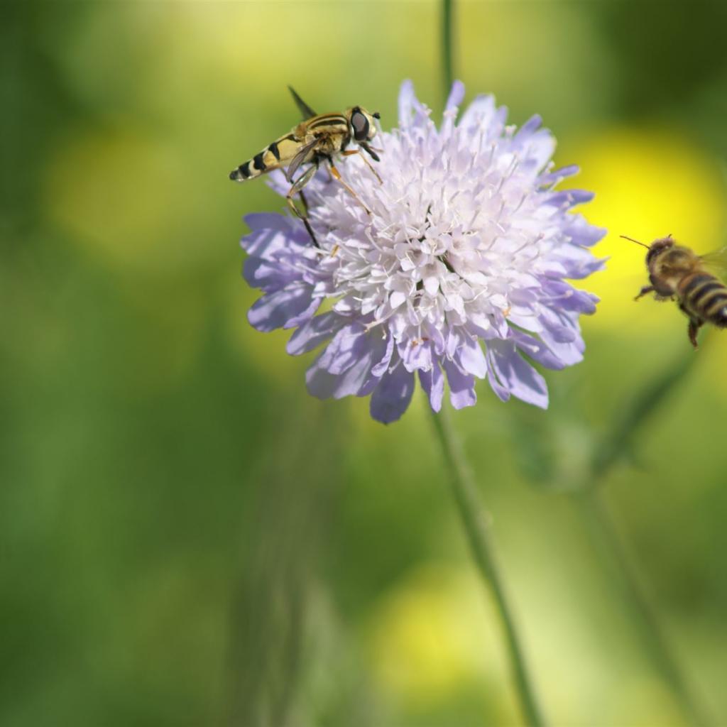 Bienenflug